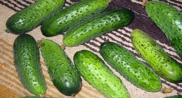 Popis odrůdy okurky chlapec s prstem a jeho vlastnosti